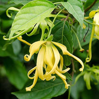 Odorata Flower seeds for Planting - Cut Flower Favorite, Heirloom & GMO Free Seeds for Home Garden
 
 Sale