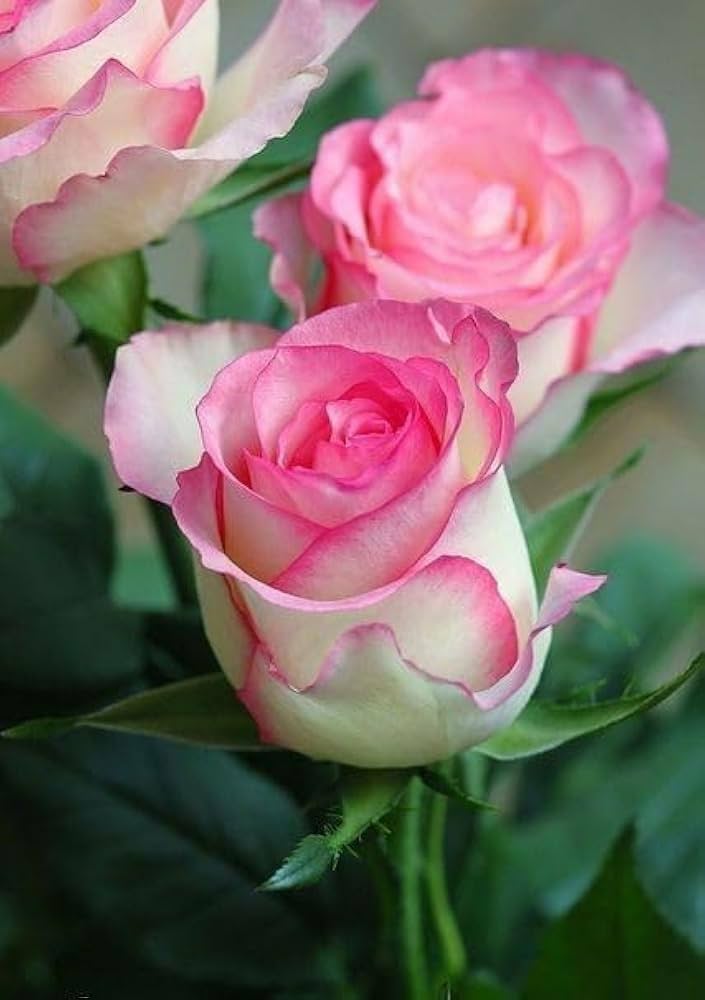Pink White Rose Flower seeds for Planting Pollinator Friendly Heirloom & GMO Free Seeds for Home Garden
 
 Sale
