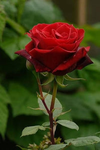 Dark Red Rare Rose Flower Seeds for Planting – Premium NONGMO Heirloom Seeds for Garden   Sale