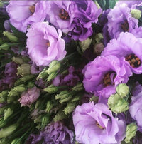 Lavender Eustoma (Lisianthus) Flower seeds for Planting - Compact Growth, Heirloom & GMO Free Seeds for Home Garden