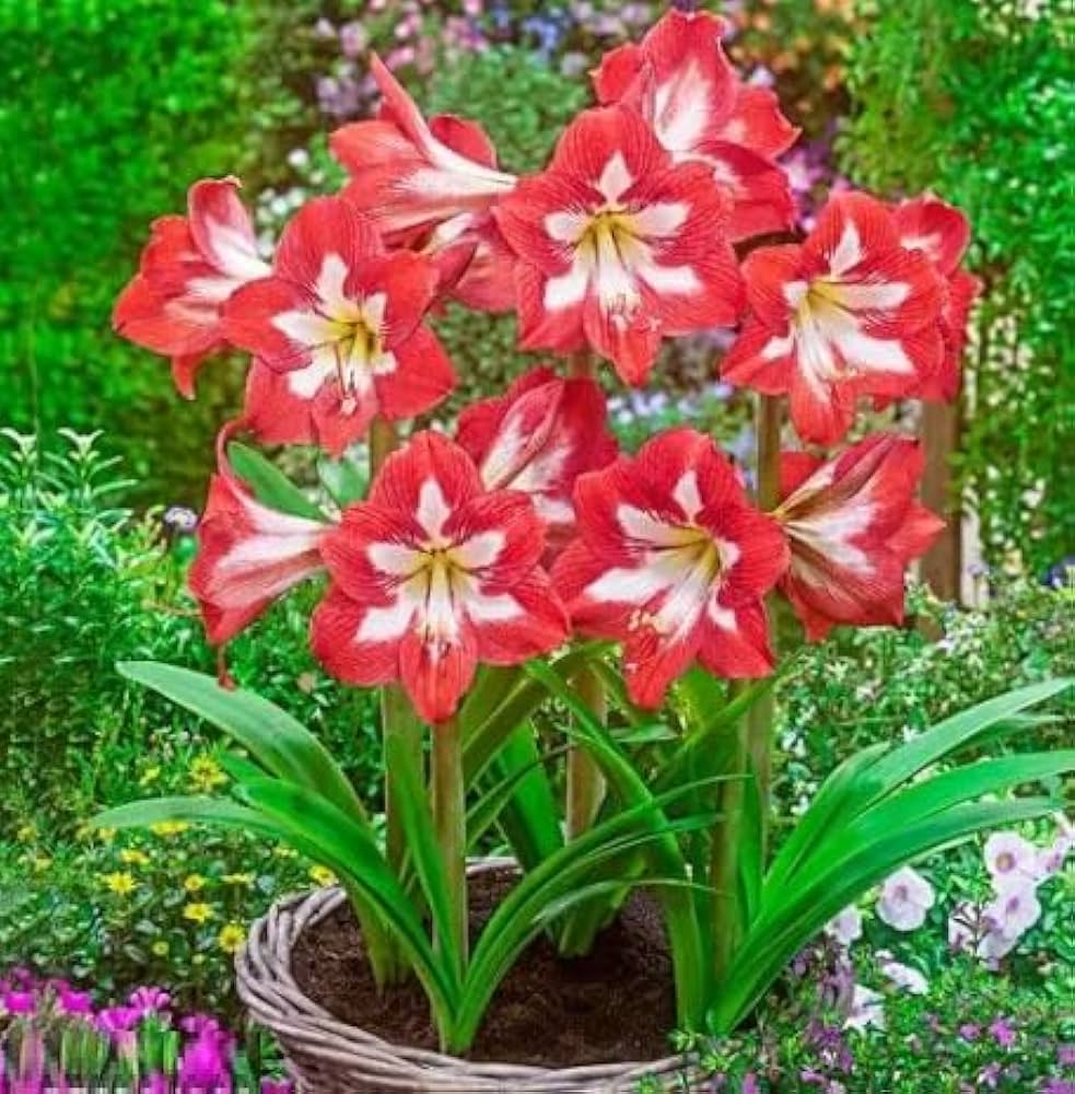 Green Red Amaryllis Flower Seeds for Planting Shade Tolerant Heirloom & GMO Free Seeds for Home Garden
 
 Sale