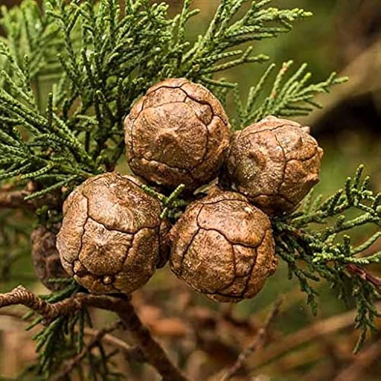 Italian Cypress Tree Seeds (Cupressus sempervirens) Flower seeds for Planting Seasonal Bloomer Heirloom & GMO Free Seeds for Home Garden 
 
 Sale