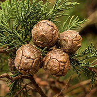 Italian Cypress Tree Seeds (Cupressus sempervirens) Flower seeds for Planting Seasonal Bloomer Heirloom & GMO Free Seeds for Home Garden 
 
 Sale