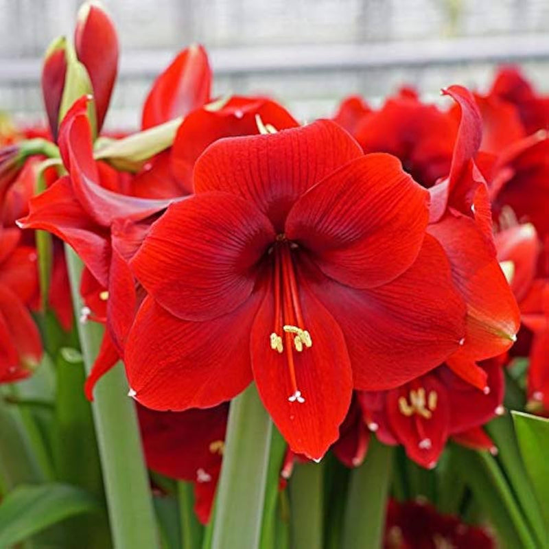 Amaryllis Flower seeds for Planting - Colorful Display, Heirloom & GMO Free Seeds for Home Garden