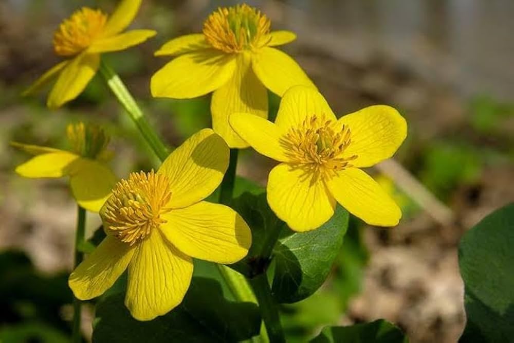 Yellow Buttercup Flower seeds for Planting - Seasonal Bloomer, Heirloom & GMO Free Seeds for Home Garden