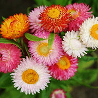 Mix Helianthemum Flower seeds for Planting - Cut Flower Favorite, Heirloom & GMO Free Seeds for Home Garden
