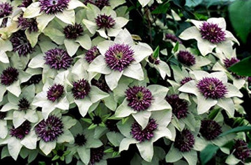 Clematis Flower seeds for Planting - Long Bloom Season, Heirloom & GMO Free Seeds for Home Garden
 
 Sale for planting in home garden.