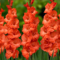 Dark Orange Gladiolus Flower Seeds for Planting – Pollinator Friendly Heirloom & NonGMO Seeds for Home Garden
 
 Sale