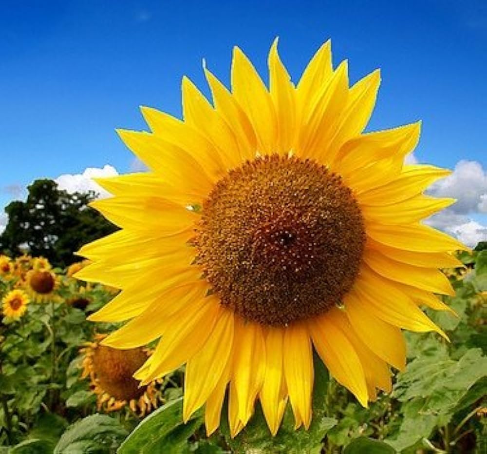 Mini Rainbow Sunflower Seeds, Ornamental Bonsai Plants