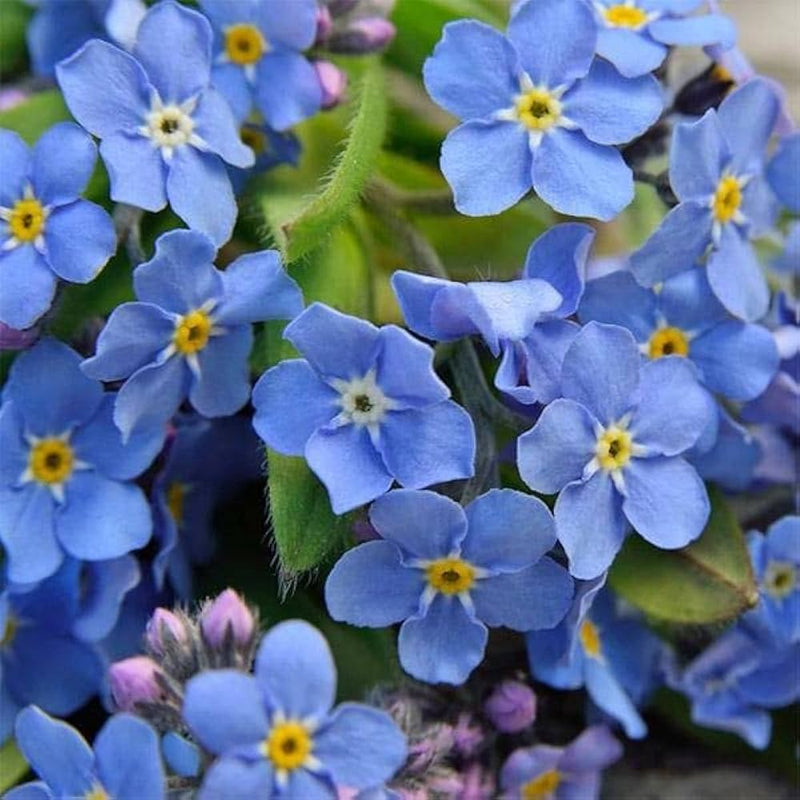 Myosotis Sylvia Flower seeds for Planting Premium Quality Heirloom & GMO Free Seeds for Home Garden