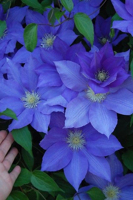 Blue Clematis Flower Seeds Seasonal Bloomer Heirloom & GMO Free Seeds for Home Garden
 
 Sale