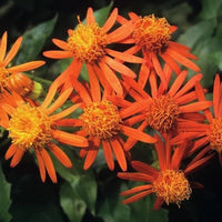 Confusus Mexico Flower seeds for Planting - Perfect for Borders, Heirloom & GMO Free Seeds for Home Garden