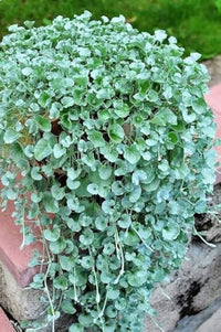 Dichondra Flower seeds for Planting Vibrant Colors Heirloom & GMO Free Seeds for Home Garden 
 
 Sale