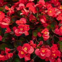 red wax begonias Flower seeds for Planting Pollinator Friendly Heirloom & GMO Free Seeds for Home Garden 
 
 Sale seeds for home garden planting