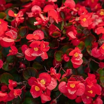 red wax begonias Flower seeds for Planting Pollinator Friendly Heirloom & GMO Free Seeds for Home Garden 
 
 Sale seeds for home garden planting