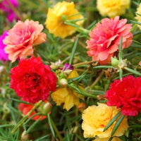 Heirloom Portulaca Flower seeds for Planting Sun Loving Heirloom & GMO Free Seeds for Home Garden