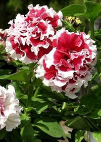 Red White Double Petunia Flower Seeds for Planting Heirloom NONGMO Vibrant Garden Blooms 
 
 Sale