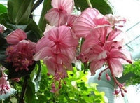Medinilla Flower seeds for Planting - Low Maintenance, Heirloom & GMO Free Seeds for Home Garden