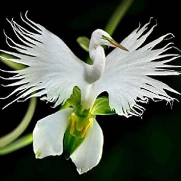 White Egret Orchid Flower seeds for Planting - Garden Favorite, Heirloom & GMO Free Seeds for Home Garden
 
 Sale for planting in home garden