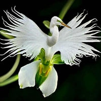 White Egret Orchid Flower seeds for Planting - Garden Favorite, Heirloom & GMO Free Seeds for Home Garden
 
 Sale for planting in home garden