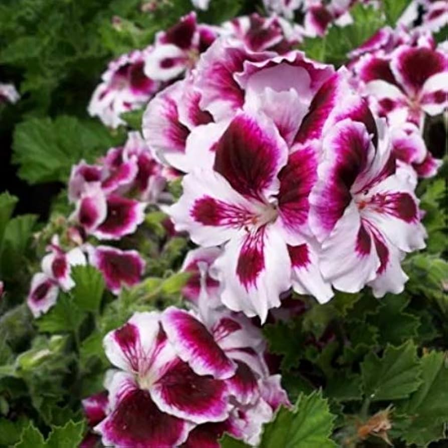 White Purple Geranium Flower Seeds for Planting Long Bloom Season Heirloom & GMO Free Seeds for Home Garden
 
 Sale