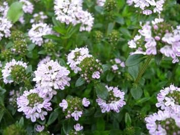 Purple Savory Satureja Flower seeds for Planting - Drought Tolerant, Heirloom & GMO Free Seeds for Home Garden
 
 Sale seeds for planting in home garden