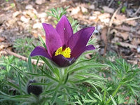 Pasque Semi Violet Flower Seeds