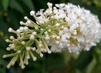 White Buddleia Flower Seeds for Planting Drought Tolerant Heirloom & GMO Free Seeds for Home Garden
 
 Sale