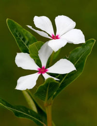 Periwinkle Flower seeds for Planting - Hardy Variety, Heirloom & GMO Free Seeds for Home Garden