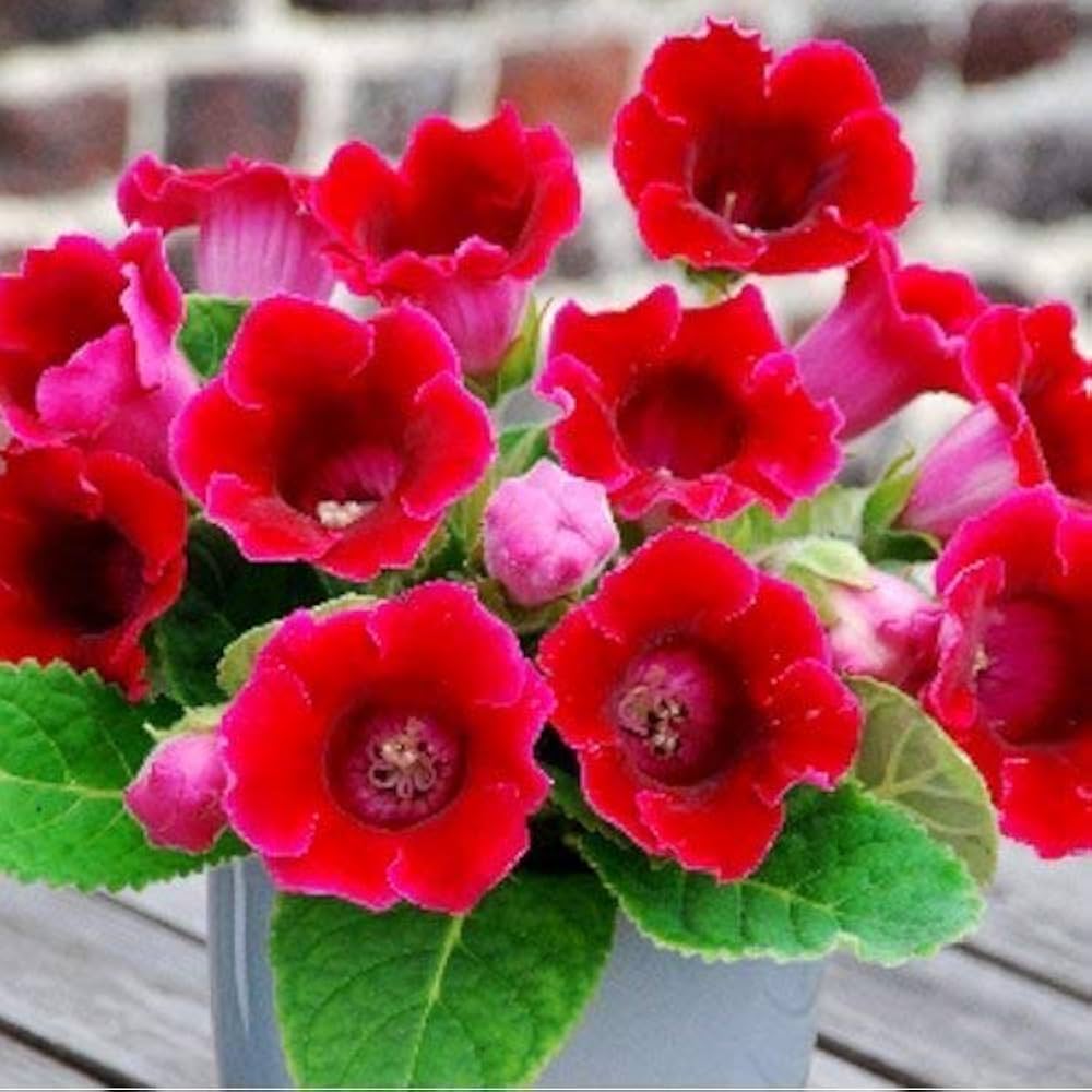 Dark Red Yellow Gloxinia Flower Seeds for Planting Bright Blooms Heirloom & GMO Free Seeds for Home Garden
 
 Sale