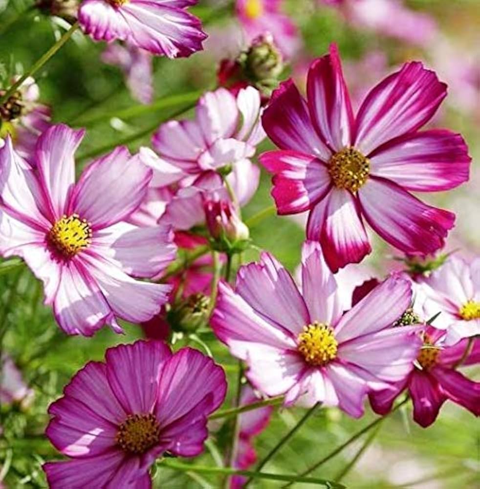 Heirloom Cosmos Peppermint Twist Flower seeds for Planting Premium Quality Heirloom & GMO Free Seeds for Home Garden