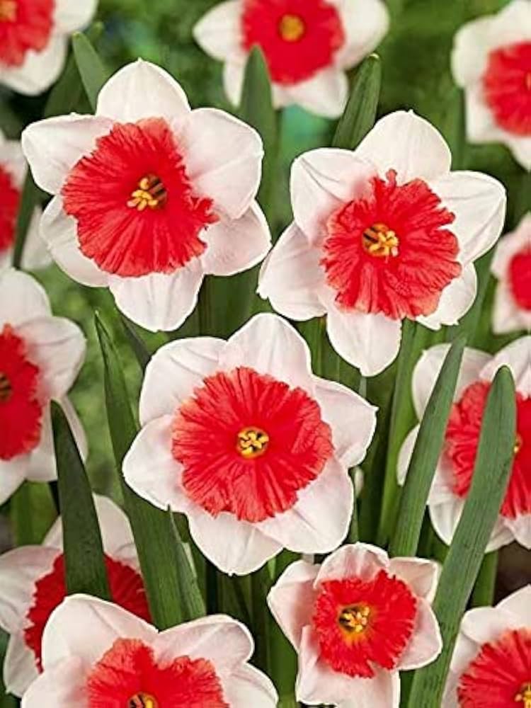 Red White Daffodil Flower Seeds for Planting Wildflower Mix Heirloom & GMO Free Seeds for Home Garden
 
 Sale