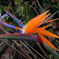 Violet Red Strelitzia Flower seeds for Planting - Low Maintenance, Heirloom & GMO Free Seeds for Home Garden