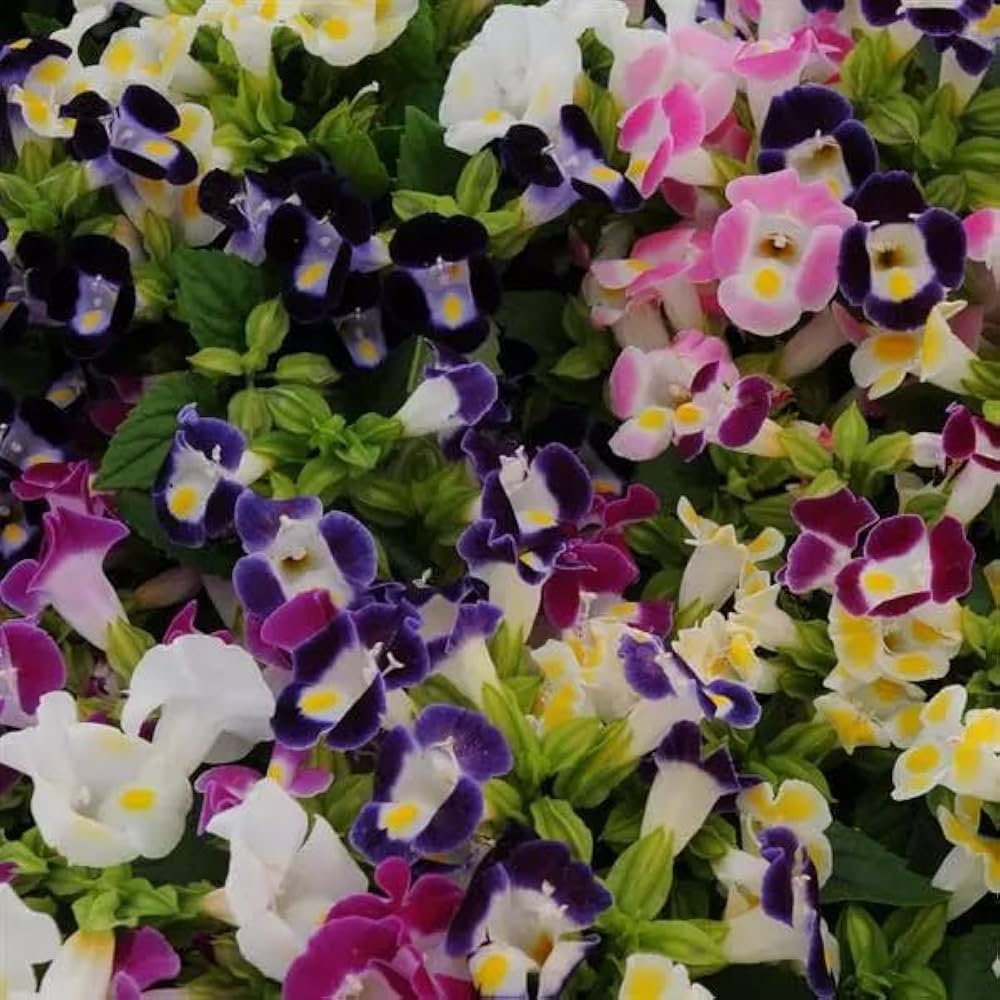 Violet Torenia Kauai Flower seeds for Planting - Hardy Variety, Heirloom & GMO Free Seeds for Home Garden