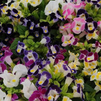 Violet Torenia Kauai Flower seeds for Planting - Hardy Variety, Heirloom & GMO Free Seeds for Home Garden