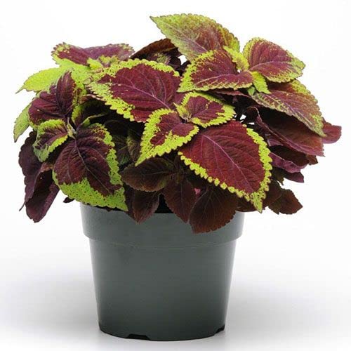 Green Brown Coleus Flower seeds for Planting - Cottage Garden Essential, Heirloom & GMO Free Seeds for Home Garden