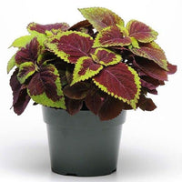 Green Brown Coleus Flower seeds for Planting - Cottage Garden Essential, Heirloom & GMO Free Seeds for Home Garden