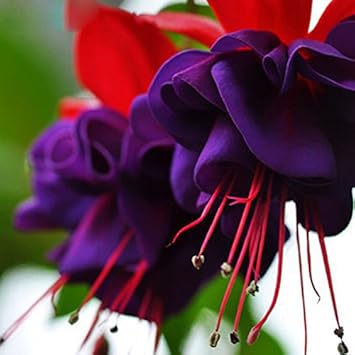 Purple Fuchsia Flower seeds for Planting - Easy to Grow, Heirloom & GMO Free Seeds for Home Garden
 
 Sale for planting in home garden.