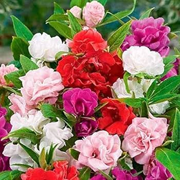 Balsamine Rose Flower Seeds for Planting Heirloom NonGMO Seeds for Vibrant Garden Blooms 
 
 Sale