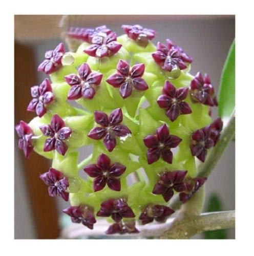 Green Purple Hoya Flower Seeds for Planting Compact Growth Heirloom & GMO Free Seeds for Home Garden
 
 Sale