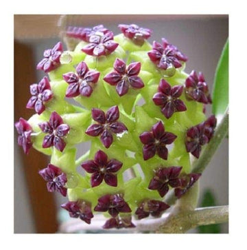 Green Purple Hoya Flower Seeds for Planting Compact Growth Heirloom & GMO Free Seeds for Home Garden
 
 Sale