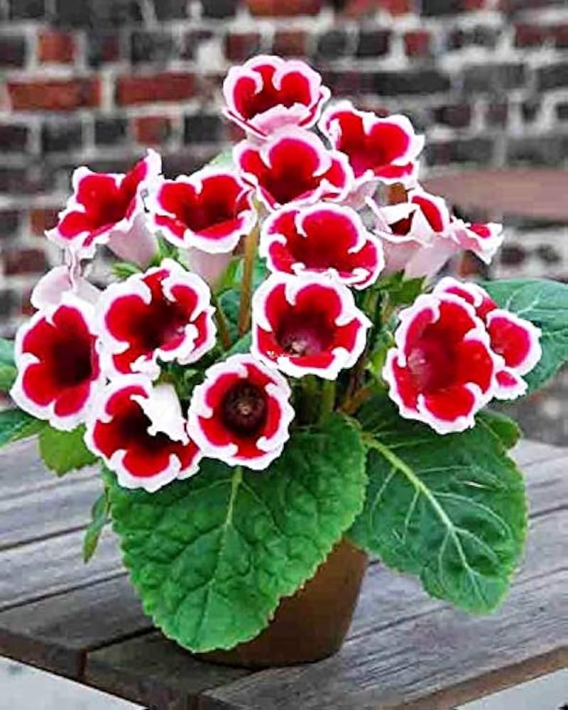 Orange Plena Sinningia Flower seeds for Planting Easy to Grow Heirloom & GMO Free Seeds for Home Garden
 
 Sale