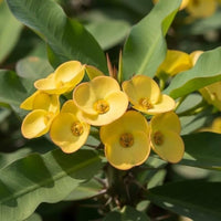 Yellow Euphorbia Flower seeds for Planting Premium Quality Heirloom & GMO Free Seeds for Home Garden 
 
 Sale