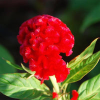 Celosia Chief Persimmon Flower seeds for Planting, Garden Favorite Heirloom & GMO Free Seeds for Home Garden