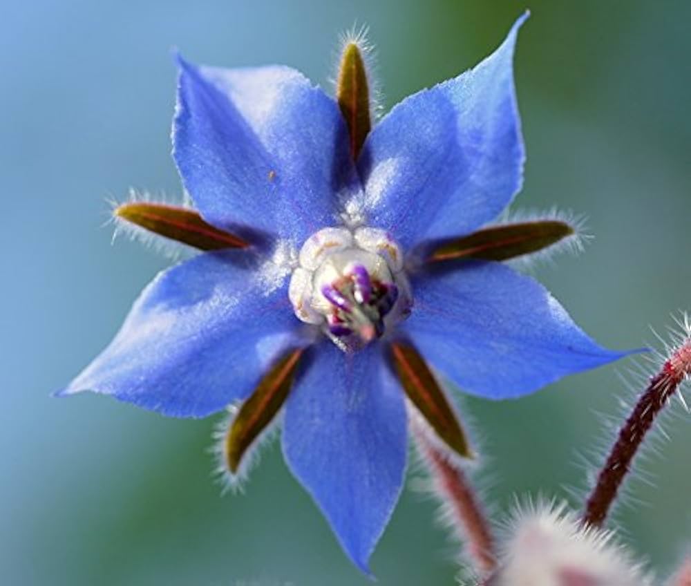 Borage Flower seeds for Planting Wildflower Mix Heirloom & GMO Free Seeds for Home Garden
 
 Sale