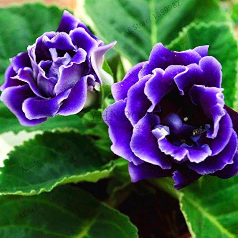 Blue Gloxinia Flower Seeds for Planting