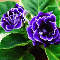 Blue Gloxinia Flower Seeds for Planting