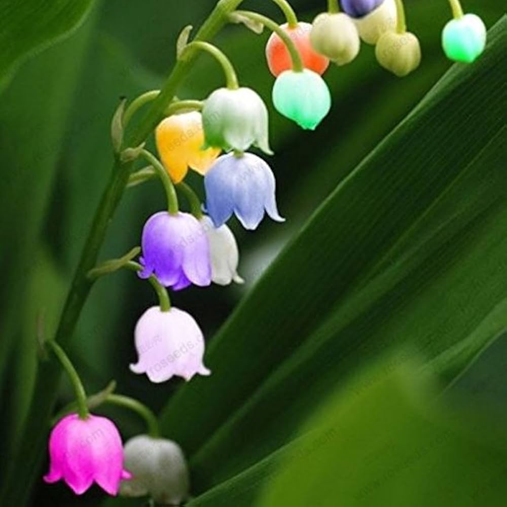 Mixed Bell Orchid Flower seeds for Planting - Seasonal Bloomer, Heirloom & GMO Free Seeds for Home Garden