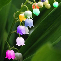 Mixed Bell Orchid Flower seeds for Planting - Seasonal Bloomer, Heirloom & GMO Free Seeds for Home Garden