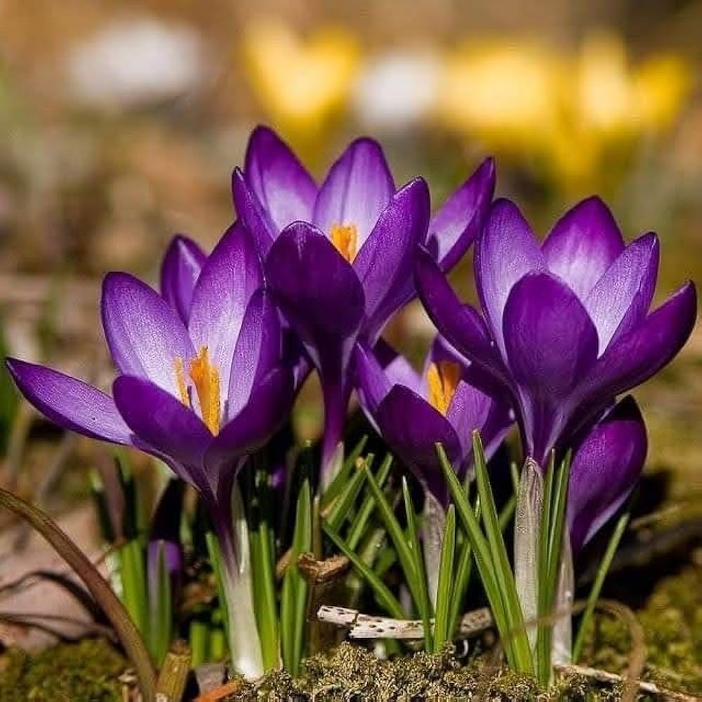 Violet Yellow Crocus Flower seeds for Planting - Shade Tolerant, Heirloom & GMO Free Seeds for Home Garden